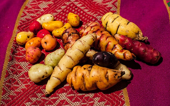 Plusieurs variétés de pommes de terre sur un tissu coloré.