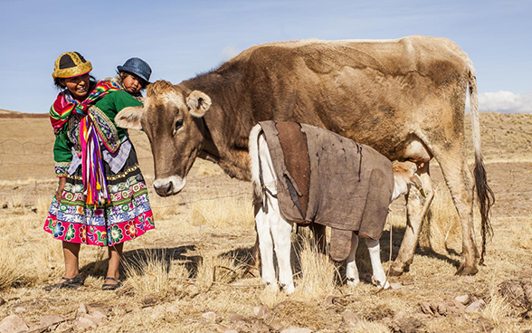 Eine Frau mit einem Kind auf dem Rücken steht neben einer Kuh und ihrem Kalb.