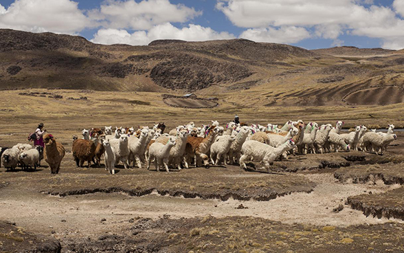 Un gregge di lama al pascolo sull’altopiano peruviano. 