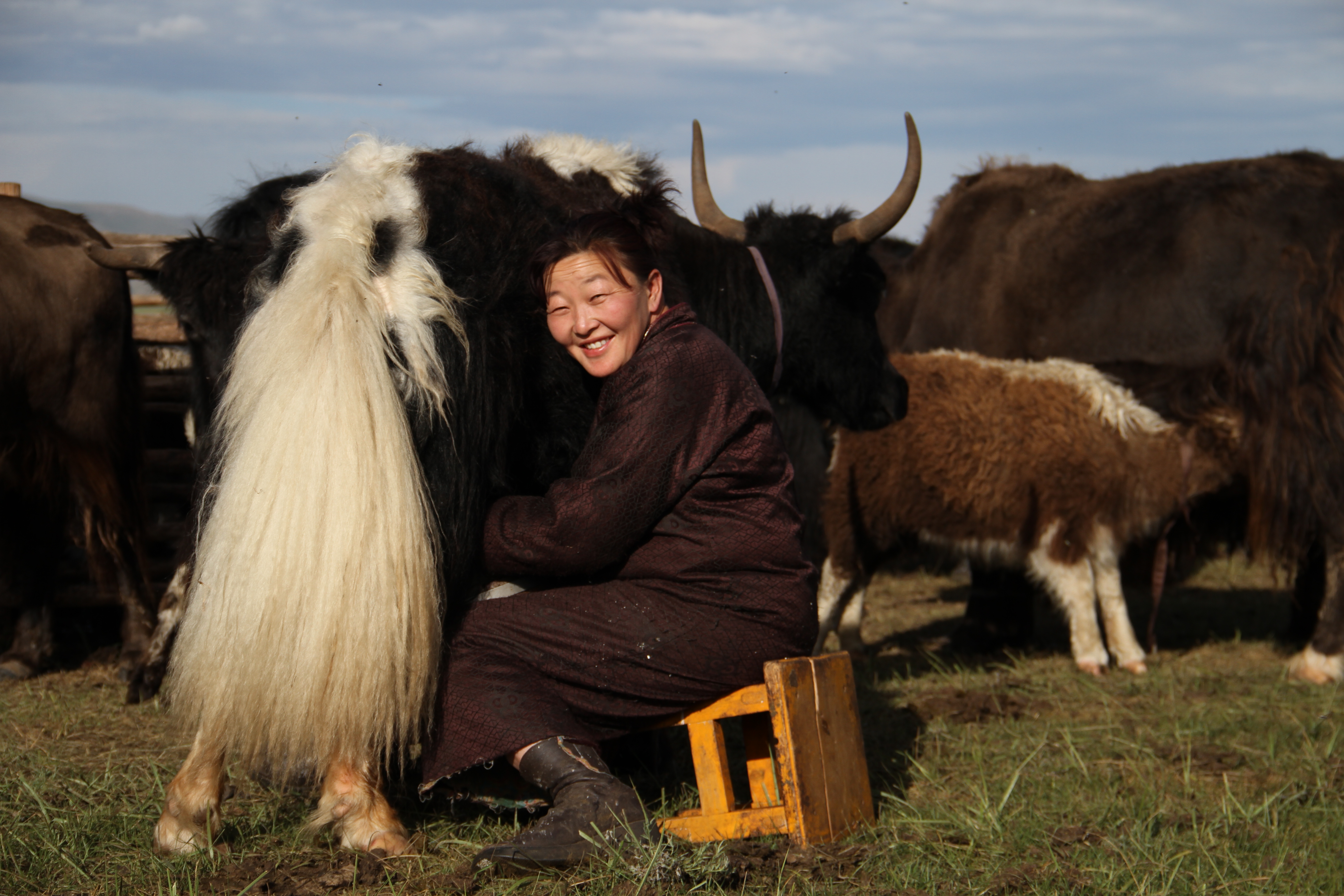 Pastora sentada en un taburete, ordeñando un yak.