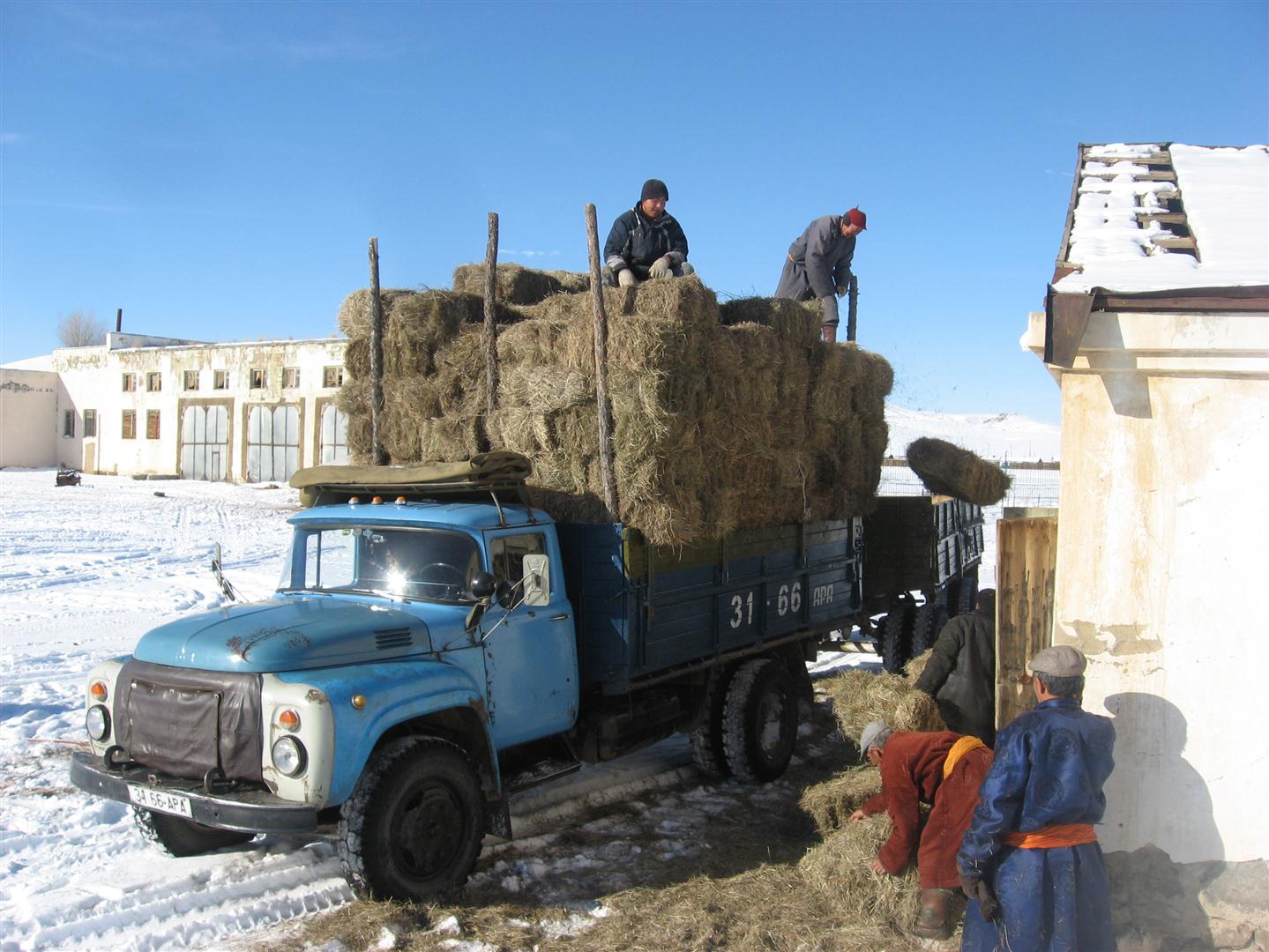 Camion de bottes de foin que plusieurs hommes sont en train de décharger.