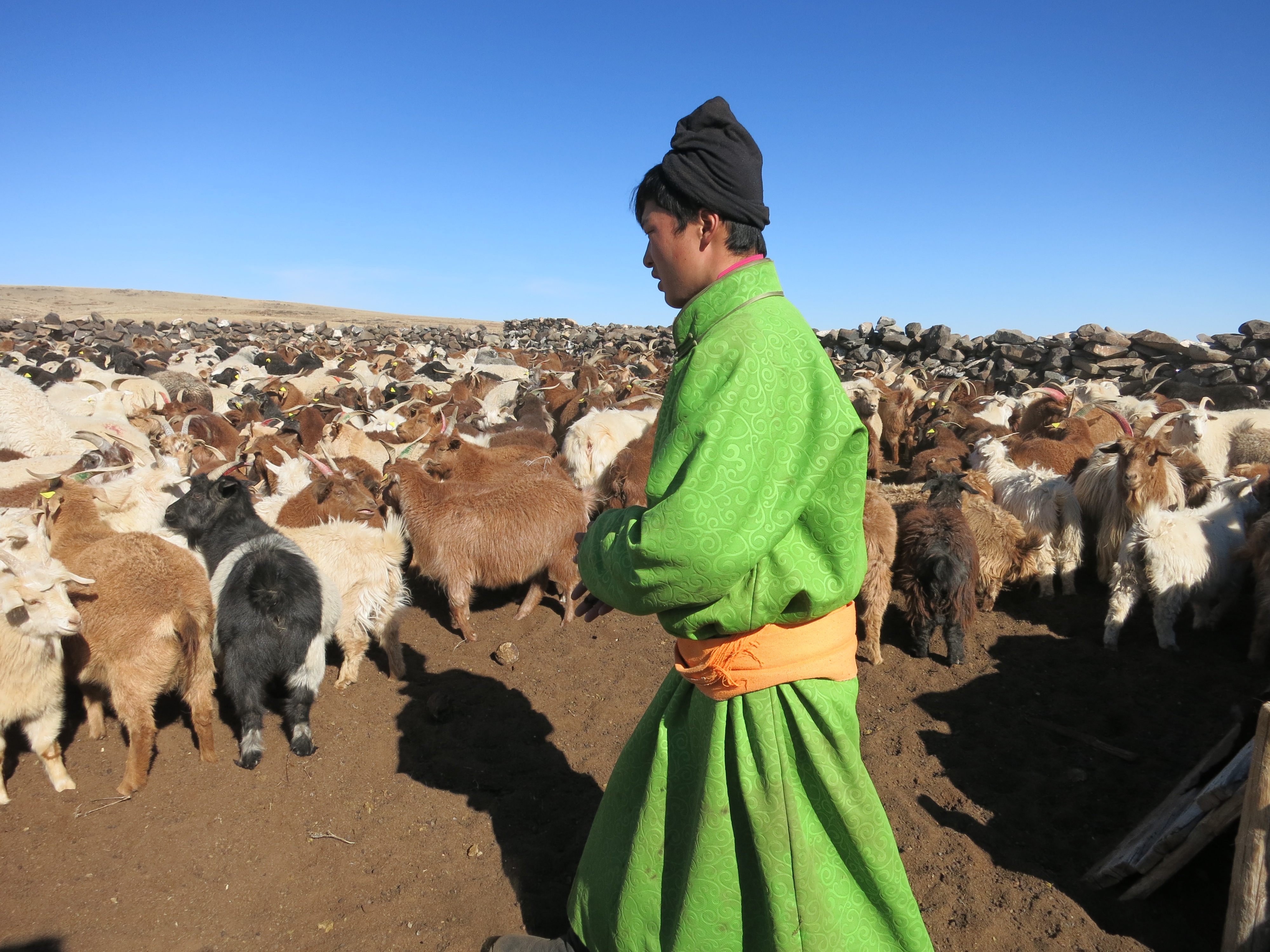 Joven vestido con el atuendo tradicional de trabajo color verde limón, llevando un rebaño de cabras.