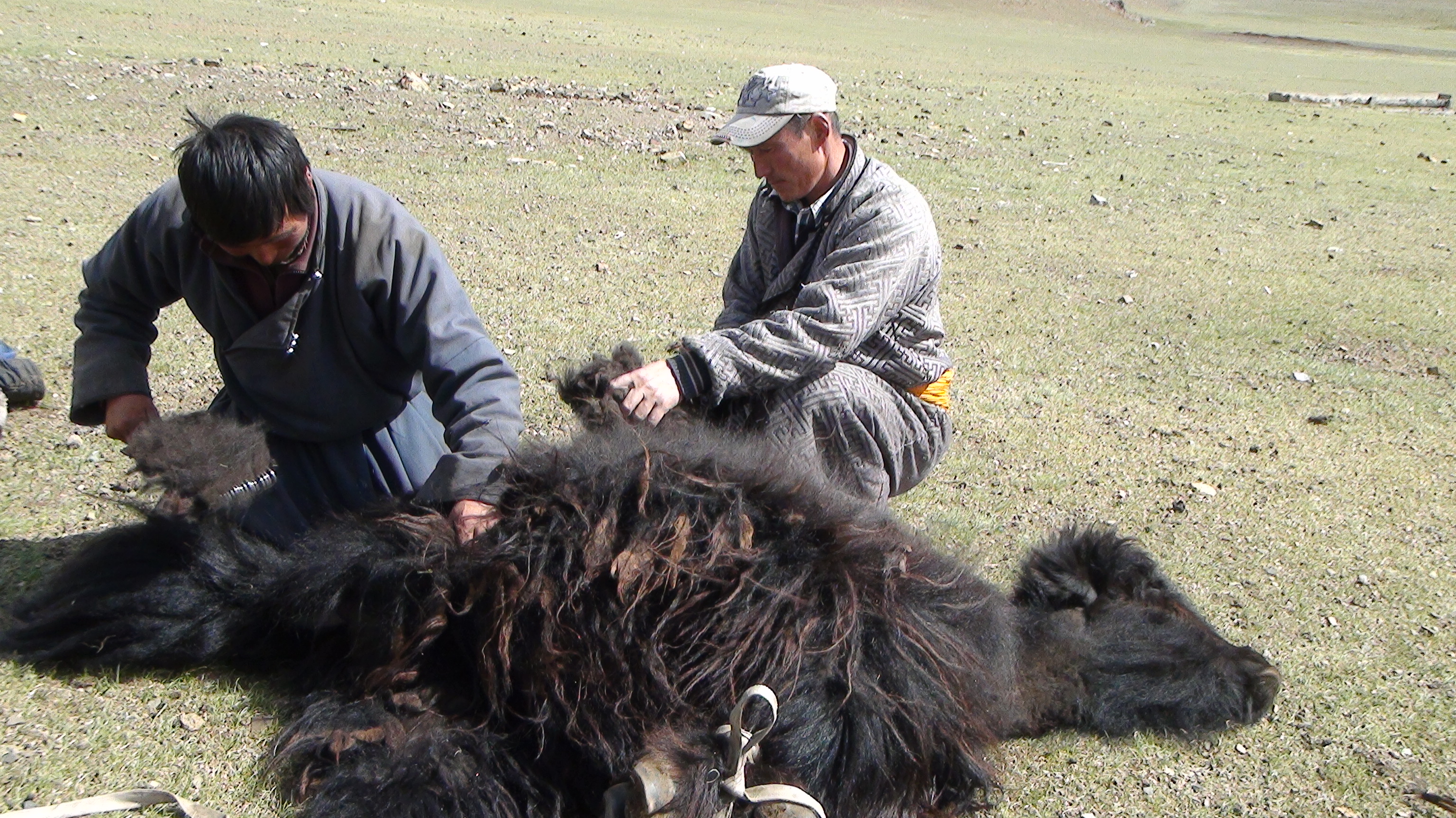 Dos hombres esquilando un yak inmovilizado en el suelo.
