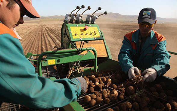 Workers in a field sort potatoes on the conveyor belt of a potato-harvesting machine.