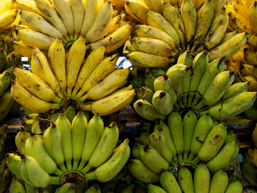 The banana has become the most popular fruit in the world.