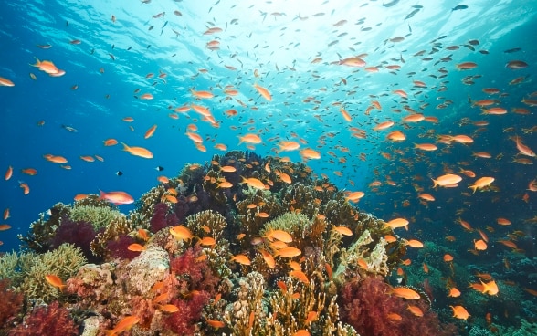 Unterwasseraufnahme von zahlreichen orangen Fischen, die rund um das Korallenriff im Golf von Akaba schwimmen.