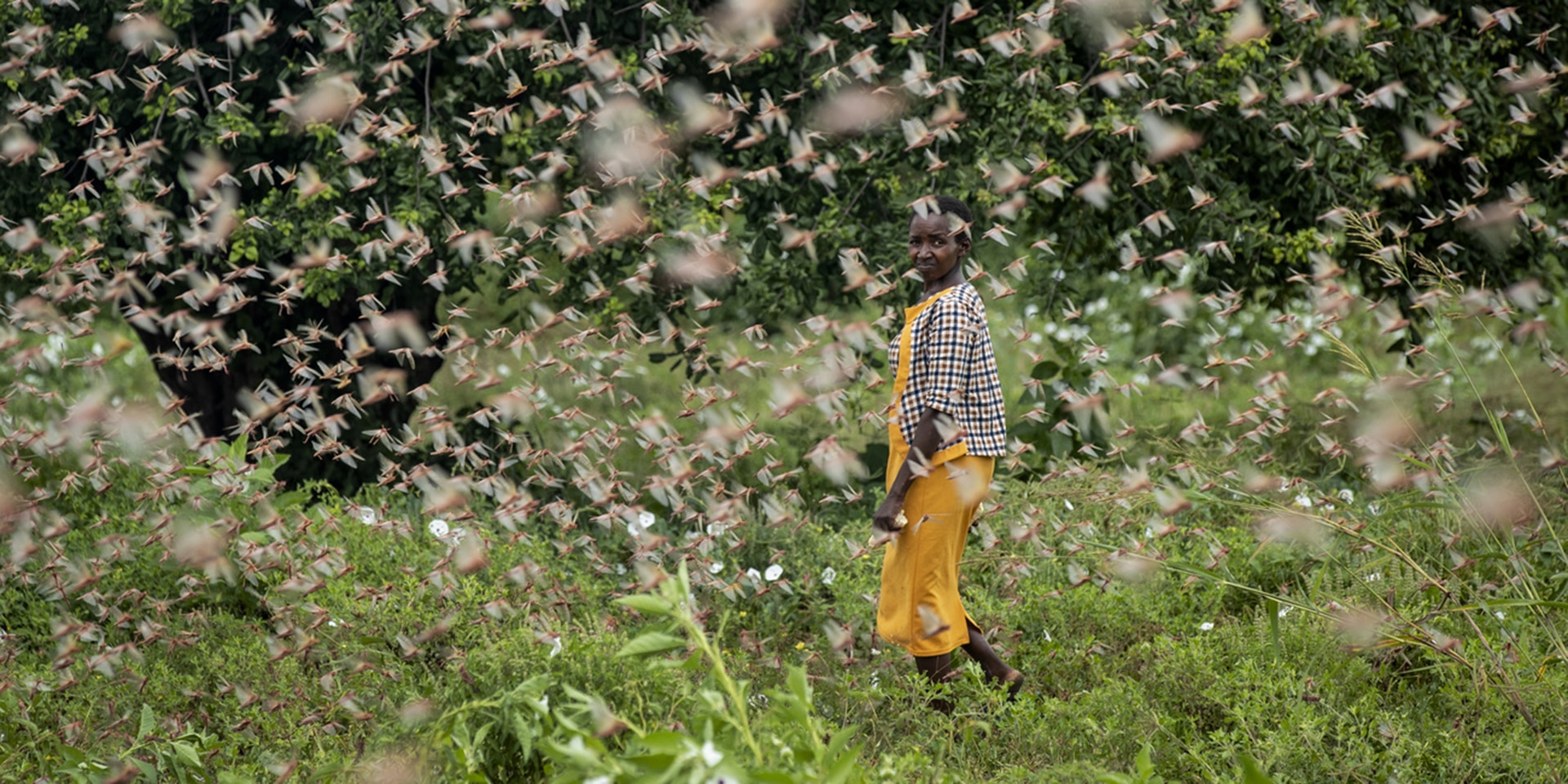 Un’agricoltrice cammina in mezzo a uno sciame di locuste che si nutrono dei suoi raccolti nel villaggio di Katitika, in Kenya.