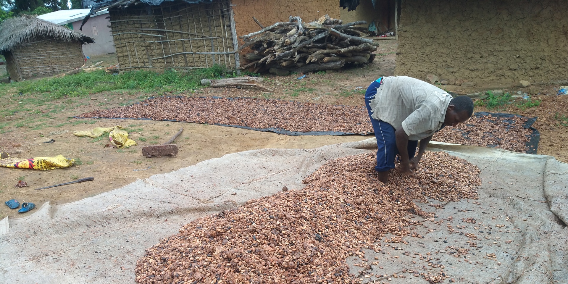 Ein Kakaoproduzent breitet Kakaobohnen zum Trocknen auf einer Plastikplane aus.