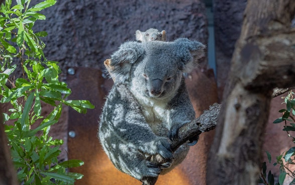 Le premier koala né en Suisse est un mâle appelé Uki. On le voit ici agrippé au dos de sa mère Pippa. Il fête son premier anniversaire en 2021. 