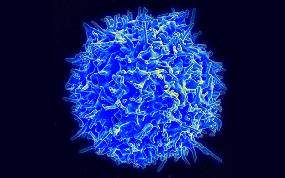 human T cell