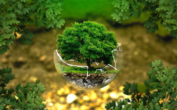 Arbre poussant dans un pot cassé en symbole de protection de l’environnement