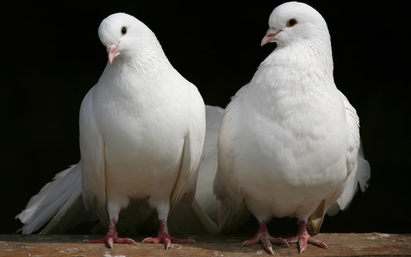 Zwei weisse Tauben – Symbol für Frieden